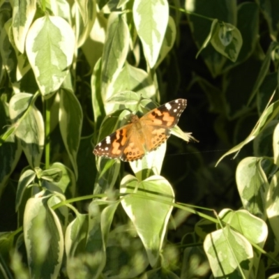 Vanessa kershawi (Australian Painted Lady) at Wanniassa Hill - 11 Dec 2015 by RyuCallaway