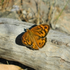 Heteronympha merope at Fadden, ACT - 12 Dec 2015 07:45 AM