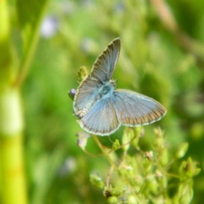Zizina otis (Common Grass-Blue) at Fadden Hills Pond - 11 Dec 2015 by RyuCallaway