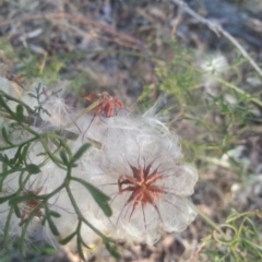 Clematis leptophylla (Small-leaf Clematis, Old Man's Beard) at Mount Majura - 12 Dec 2015 by MAX