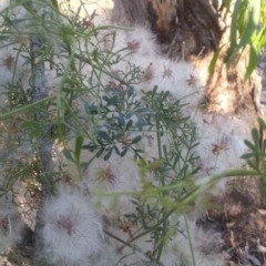 Clematis leptophylla at Watson, ACT - 12 Dec 2015