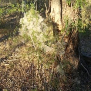 Clematis leptophylla at Watson, ACT - 12 Dec 2015