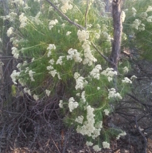 Cassinia longifolia at Watson, ACT - 12 Dec 2015 07:20 PM