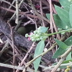 Einadia nutans (Climbing Saltbush) at Mount Majura - 12 Dec 2015 by MAX