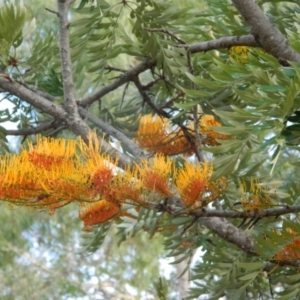 Grevillea robusta at Fadden, ACT - 13 Dec 2015