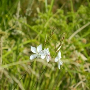 Oenothera lindheimeri at Fadden, ACT - 13 Dec 2015