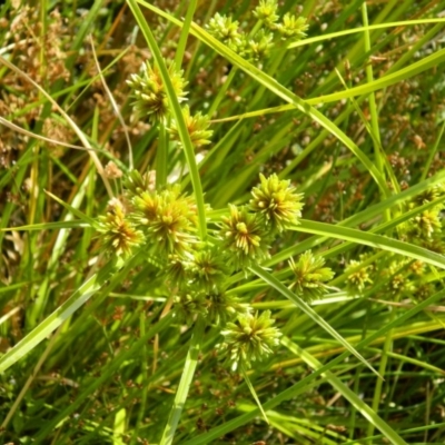 Cyperus eragrostis (Umbrella Sedge) at Fadden Hills Pond - 13 Dec 2015 by ArcherCallaway