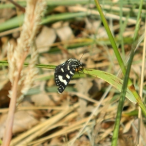 Phalaenoides tristifica at Fadden, ACT - 13 Dec 2015 09:43 AM