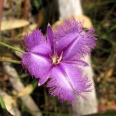 Thysanotus tuberosus subsp. tuberosus at Undefined Area - 12 Dec 2015 by NathanaelC