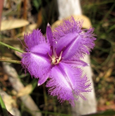 Thysanotus tuberosus subsp. tuberosus at Undefined Area - 12 Dec 2015 by NathanaelC