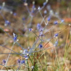 Eryngium ovinum at Dunlop, ACT - 13 Dec 2015