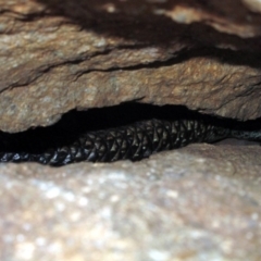 Egernia cunninghami (Cunningham's Skink) at Dunlop, ACT - 13 Dec 2015 by NathanaelC