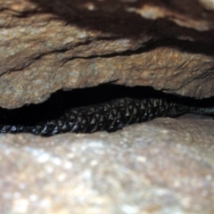 Egernia cunninghami (Cunningham's Skink) at The Pinnacle - 13 Dec 2015 by NathanaelC