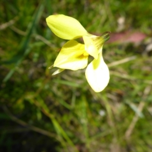 Diuris monticola at Rocky Plain, NSW - 12 Dec 2015