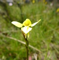 Diuris monticola at Rocky Plain, NSW - 12 Dec 2015