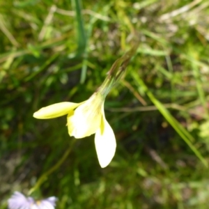 Diuris monticola at Rocky Plain, NSW - 12 Dec 2015