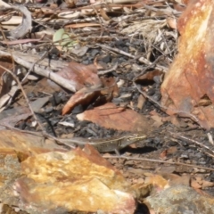 Liopholis whitii (White's Skink) at Nimmo, NSW - 12 Dec 2015 by JanetRussell