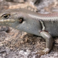 Liopholis whitii (White's Skink) at Kosciuszko National Park, NSW - 14 Jan 2001 by GeoffRobertson