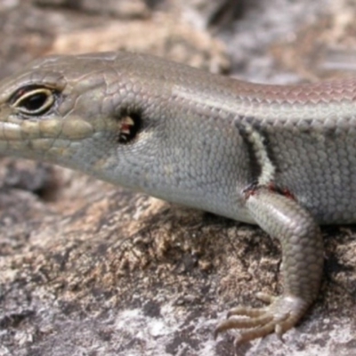 Liopholis whitii (White's Skink) at Kosciuszko National Park, NSW - 13 Jan 2001 by GeoffRobertson