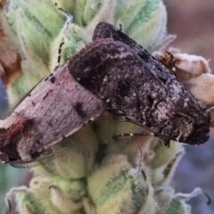 Agrotis porphyricollis (Variable Cutworm) at QPRC LGA - 13 Dec 2015 by Wandiyali