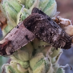 Agrotis porphyricollis at Googong, NSW - 14 Dec 2015