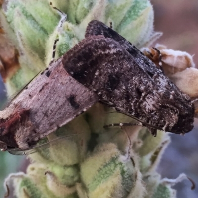 Agrotis porphyricollis (Variable Cutworm) at Wandiyali-Environa Conservation Area - 13 Dec 2015 by Wandiyali