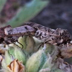 Agrotis porphyricollis at Googong, NSW - 14 Dec 2015