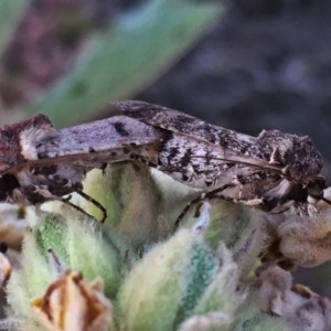 Agrotis porphyricollis at Googong, NSW - 14 Dec 2015