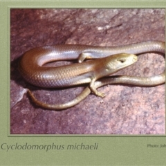 Cyclodomorphus michaeli (Mainland She-oak Skink) at Nerriga, NSW - 30 Sep 1977 by GeoffRobertson