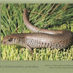 Cyclodomorphus praealtus at Kosciuszko National Park, NSW - 3 Nov 1967