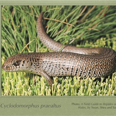 Cyclodomorphus praealtus (Alpine She-oak Skink) at Kosciuszko National Park, NSW - 3 Nov 1967 by GeoffRobertson