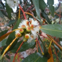 Eucalyptus pauciflora subsp. pauciflora (White Sally, Snow Gum) at Molonglo Valley, ACT - 11 Nov 2015 by galah681