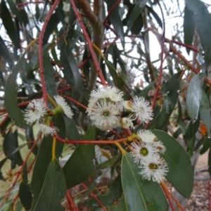 Eucalyptus pauciflora subsp. pauciflora at Molonglo Valley, ACT - 12 Nov 2015