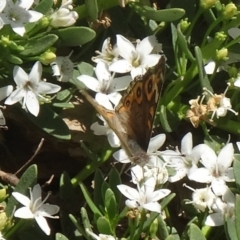 Junonia villida (Meadow Argus) at Molonglo Valley, ACT - 3 Dec 2015 by galah681