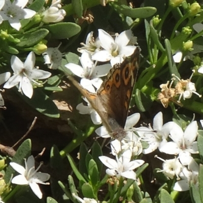 Junonia villida (Meadow Argus) at Sth Tablelands Ecosystem Park - 2 Dec 2015 by galah681