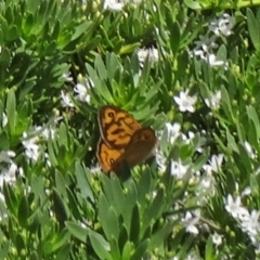 Heteronympha merope (Common Brown Butterfly) at Molonglo Valley, ACT - 3 Dec 2015 by galah681