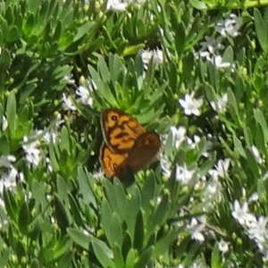 Heteronympha merope at Molonglo Valley, ACT - 3 Dec 2015 10:39 AM