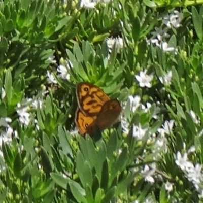 Heteronympha merope (Common Brown Butterfly) at Molonglo Valley, ACT - 3 Dec 2015 by galah681