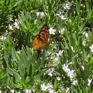 Heteronympha merope at Molonglo Valley, ACT - 3 Dec 2015 10:39 AM