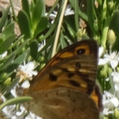 Heteronympha merope at Molonglo Valley, ACT - 3 Dec 2015 10:39 AM