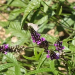 Cullen microcephalum (Dusky Scurf-pea) at Sth Tablelands Ecosystem Park - 2 Dec 2015 by galah681