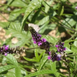 Cullen microcephalum at Molonglo Valley, ACT - 3 Dec 2015