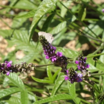 Cullen microcephalum (Dusky Scurf-pea) at Molonglo Valley, ACT - 3 Dec 2015 by galah681