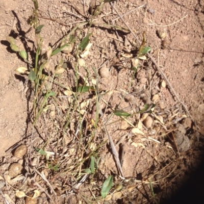 Zornia dyctiocarpa var. dyctiocarpa (Zornia) at Hume, ACT - 14 Dec 2015 by RichardMilner