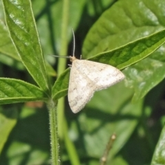 Scopula rubraria (Reddish Wave, Plantain Moth) at Sth Tablelands Ecosystem Park - 2 Dec 2015 by galah681