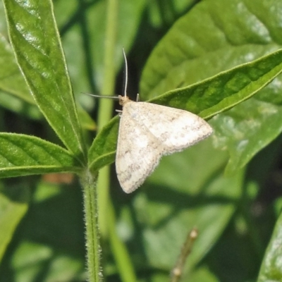 Scopula rubraria (Reddish Wave, Plantain Moth) at Molonglo Valley, ACT - 3 Dec 2015 by galah681