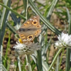 Junonia villida (Meadow Argus) at Molonglo Valley, ACT - 3 Dec 2015 by galah681