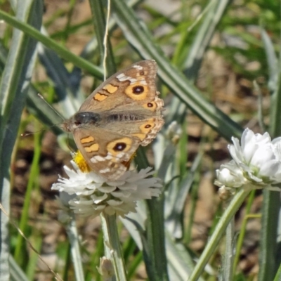 Junonia villida (Meadow Argus) at Molonglo Valley, ACT - 3 Dec 2015 by galah681