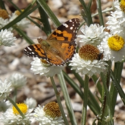 Vanessa kershawi (Australian Painted Lady) at Molonglo Valley, ACT - 2 Dec 2015 by galah681