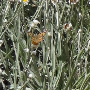 Vanessa kershawi at Molonglo Valley, ACT - 3 Dec 2015 10:43 AM